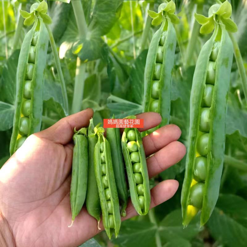 台灣發貨 多款豆種珍奇甜脆豌豆種子荷蘭豆種子農家四季種植長壽豌豆仁甜豆蔬菜仔 蝦皮購物