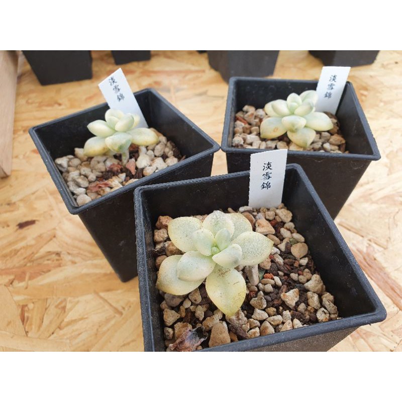 進口多肉 淡雪錦 三吋 景天科 多肉植物 穩根 含盆運送 多肉滴啊a雜草舖 蝦皮購物