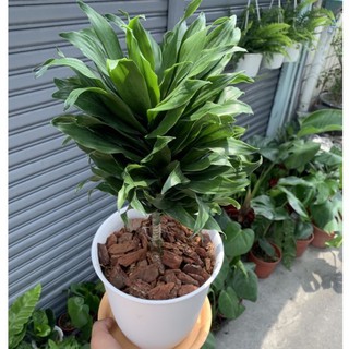 阿波羅千年木 淨化空氣除塵能強 阿波羅千年木 觀葉植物