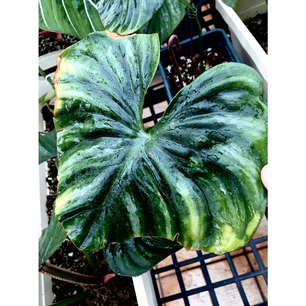 西瓜普洛(Philodendron Plowmanii) 一葉一芽 穩根 普洛蔓綠絨 普洛蔓