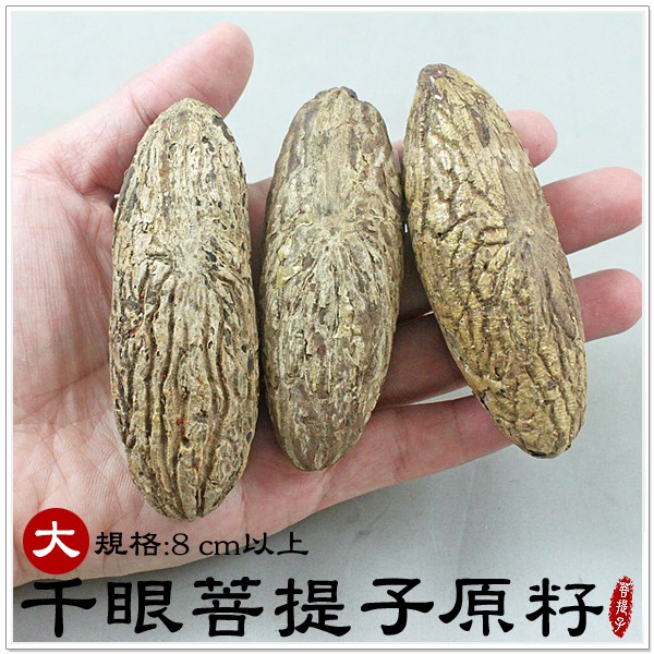 【摩邦比】千眼菩提子原籽(大8cm以上) 菩提樹果實觀音眼千手觀音菩提子樹菩提吊飾鱷魚果同心果佛眼吊飾禮贈品PT-2