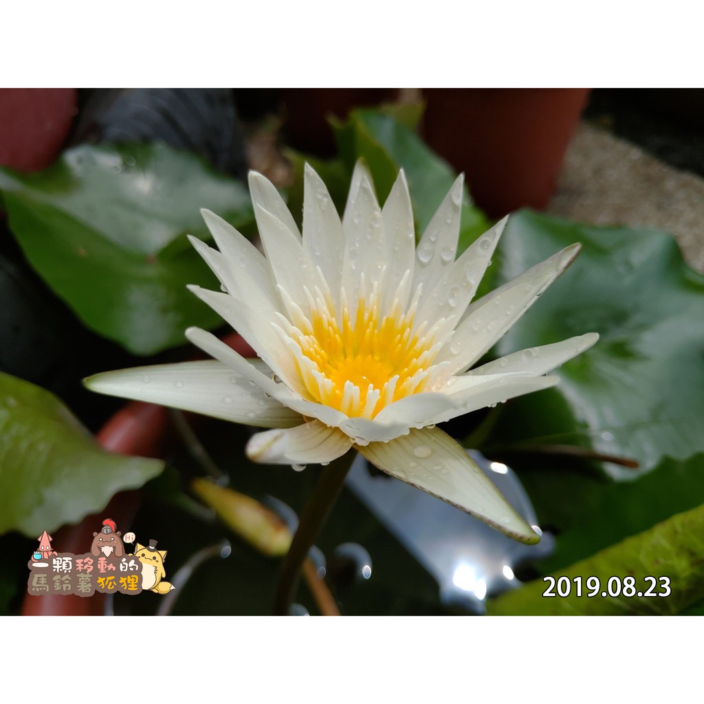 水生植物子母蓮繁殖葉白色 粉紅 深紫 淺紫 桃紅 蝦皮購物