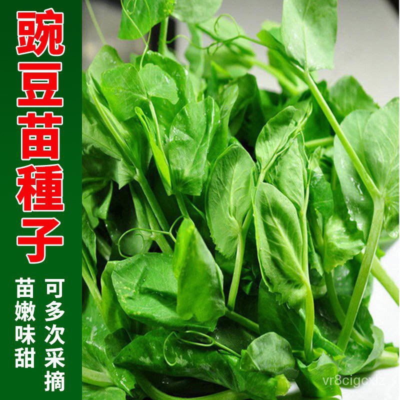 豌豆苗種子 無須豌豆苗種籽豌豆尖芽苗菜種子芽菜小青菜四季盆栽蔬菜陽台 蝦皮購物