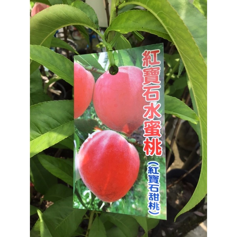 卉迎園藝 紅寶石水蜜桃嫁接苗高度60公分/水果樹苗/新興果樹
