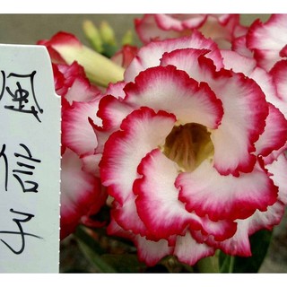 風信子：沙漠玫瑰🌹花夢坊🌹富貴花、風水樹、夏天最美的花、圓滿可愛的花型、漂亮鮮艷的顏色、萊爾富免運費