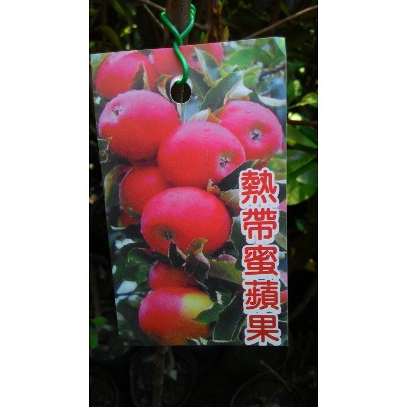 花囍園_水果苗--熱帶蜜蘋果--平地開花結果~18度­以上/4.5吋盆(目前苗株 如圖二)