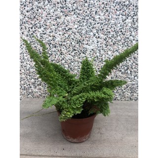 蕾絲蕨⋯/3吋～多年生常綠草本空氣淨化植物