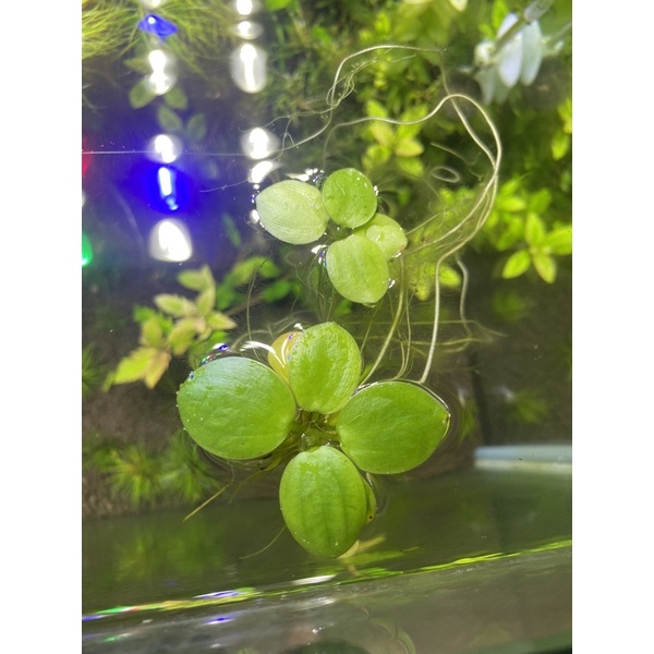 圓心萍 Ptt討論與高評價網拍商品 21年7月 飛比價格