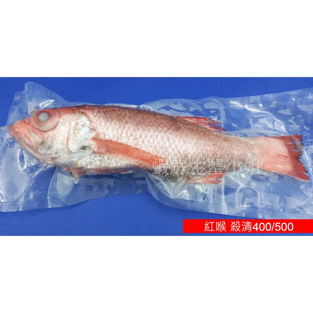 【海鮮7-11】野生紅喉魚 殺清450-500克/隻 肉質非常細緻且有油脂 **每隻1020元**