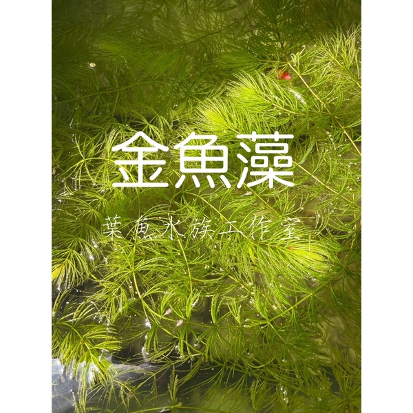金魚藻 好養 美觀 改善水質 蝦皮購物