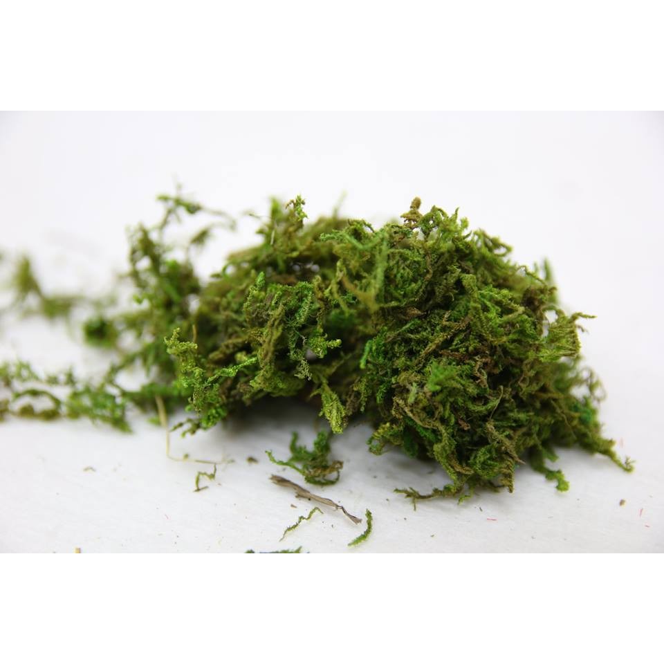 芊綠人造花藝資材批發 人造青苔草水草海藻乾燥水草海藻綠藻造景蘭花花籃盆花盆栽裝飾設計 蝦皮購物