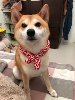 柴犬綠唐草的價格 比價撿便宜