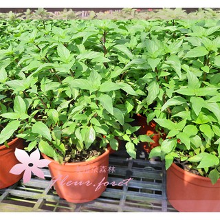 芙菈朵森林 九層塔 5吋盆 香料植物 樹苗 花苗 水果苗