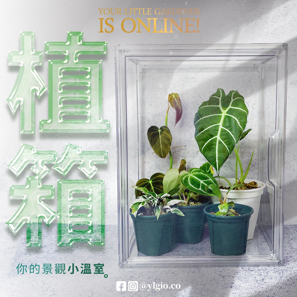 限時下殺 植箱 悶箱 Ins風 溫室 景觀箱 盆栽隔離悶養 空氣濕度 高透加厚款 火鶴 花燭 竹芋 小苗 斑葉 觀葉