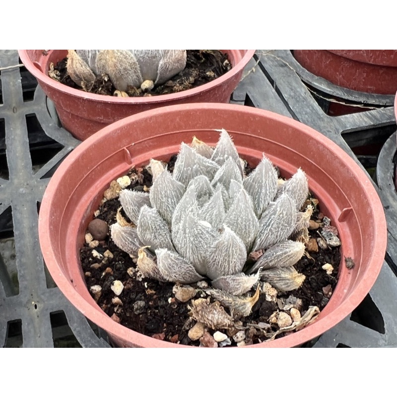 多肉好好買多肉植物毛玉露 蝦皮購物