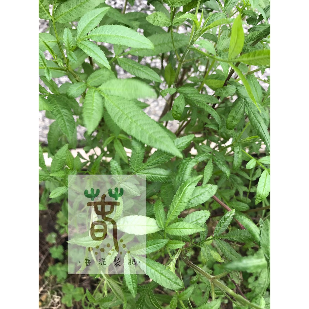 萬壽菊香味肥料有機肥料辦公室植物居家植物 蝦皮購物