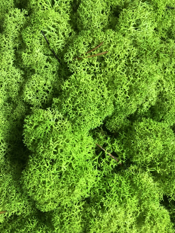 乾燥水苔 拍賣 評價與ptt熱推商品 21年5月 飛比價格