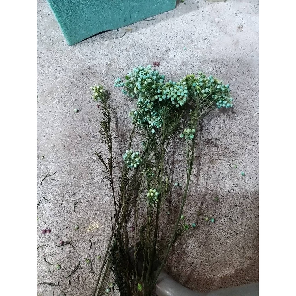 100元 小米花米草永生花米花3 1 蝦皮購物