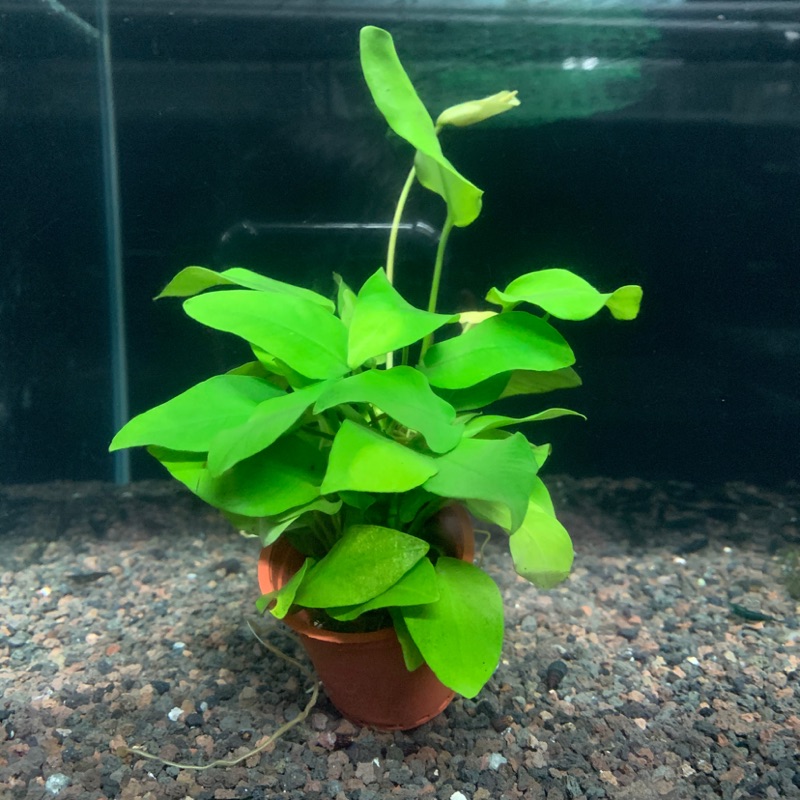 水草陰性草黃金榕 蝦皮購物