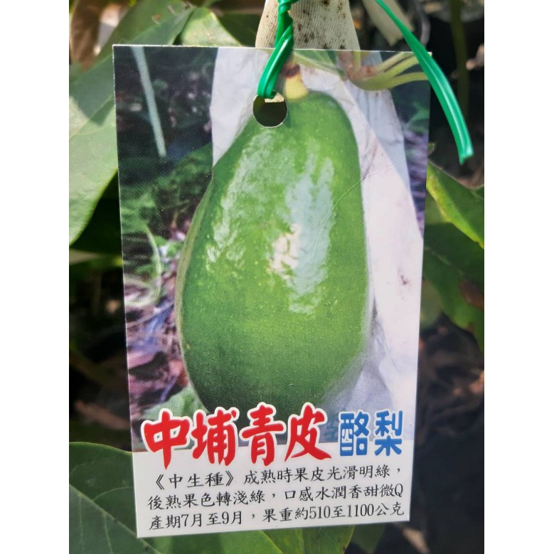 花囍園 水果苗 中埔青皮酪梨 果肉豐潤飽滿 口感超滑順 4吋高約15 30cm 特價500 蝦皮購物