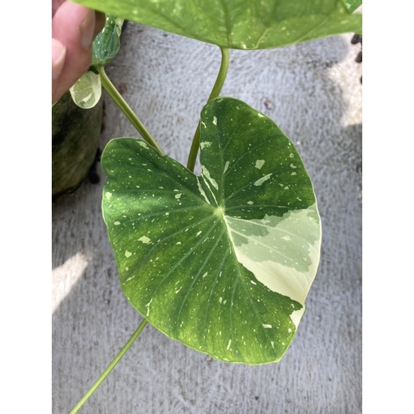 稀有白雀芋colocasia Elepaio Milky Way 根性ok斑葉穩定 蝦皮購物