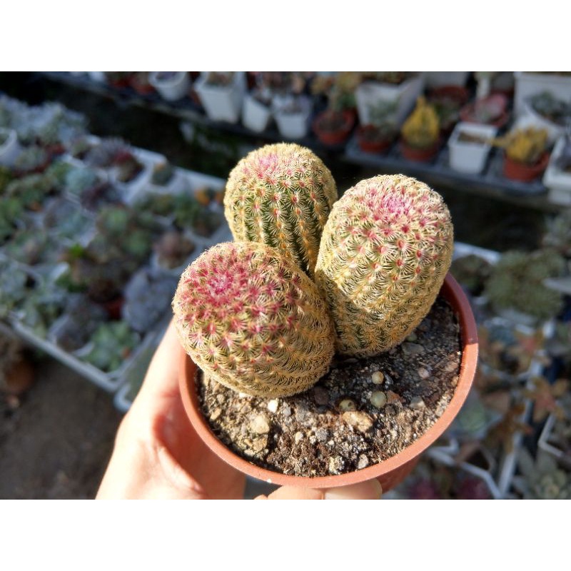 紫太陽仙人掌的價格推薦 22年3月 比價比個夠biggo