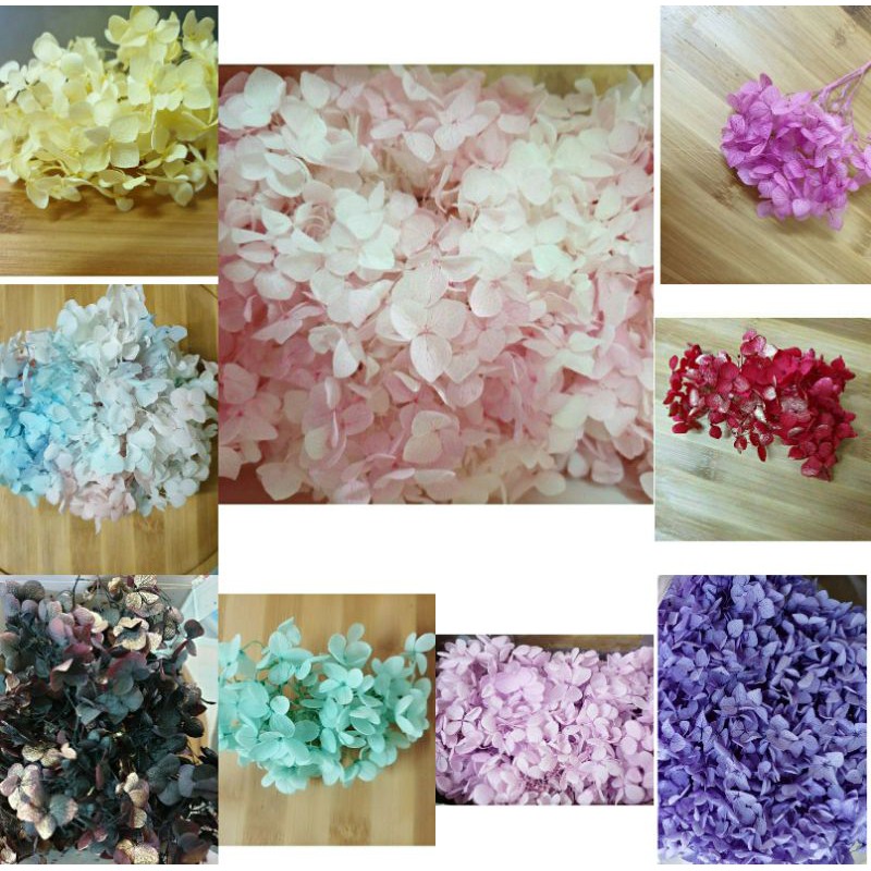 進口繡球花紫陽花賣場因為包裝成本未滿0沒有出貨不凋花乾燥花素材永生花不凋花材花藝設計乾燥花材 蝦皮購物