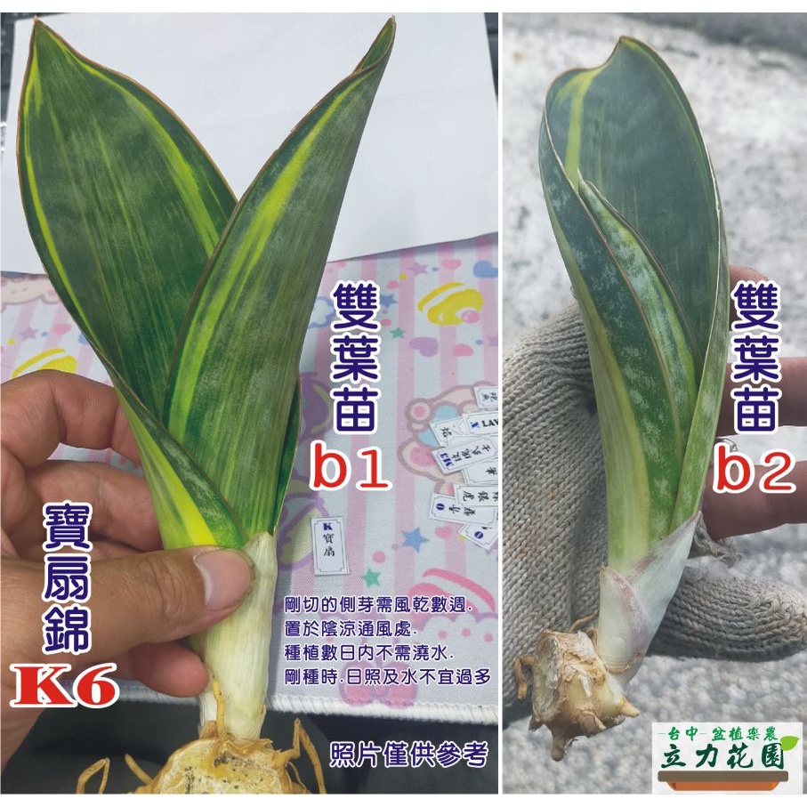 K6寶扇錦 長葉大寶扇 紅邊寶扇 綠銀虎 象耳 鯨耳 鯨魚鰭 虎尾蘭單株裸根中小苗 短葉虎尾蘭 花苗 台中 立力花園