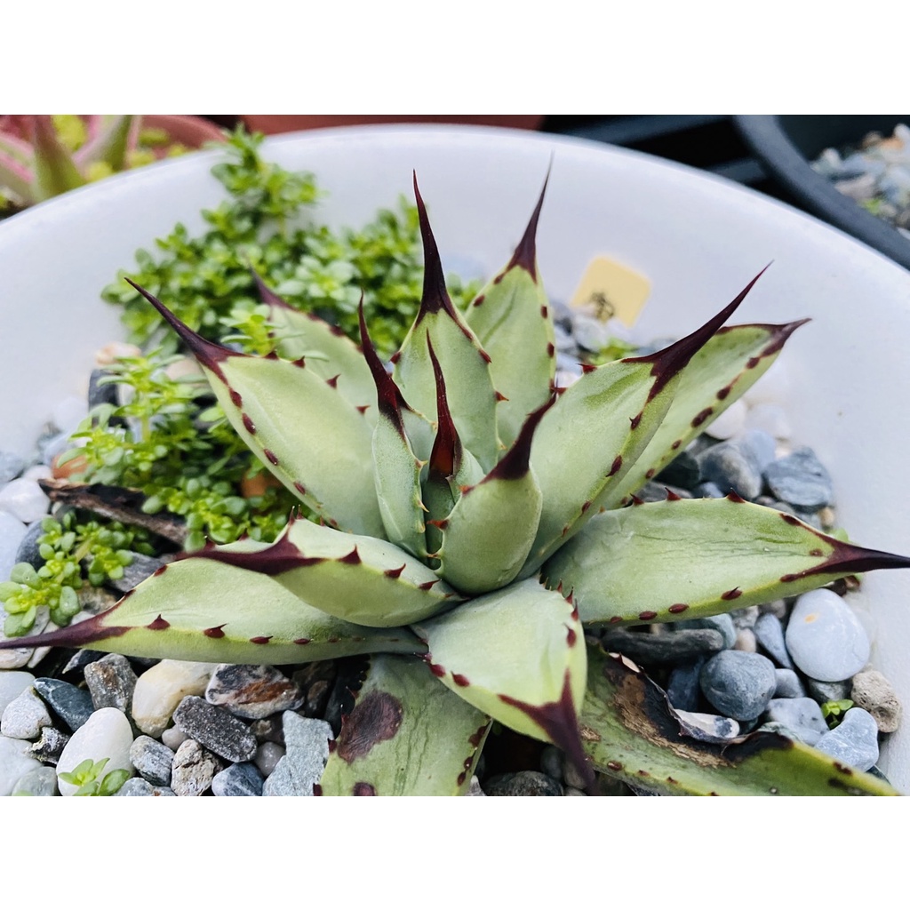 【艾莉莎的小花園】🌵姬八荒殿/AGAVE/龍舌蘭/多肉植物