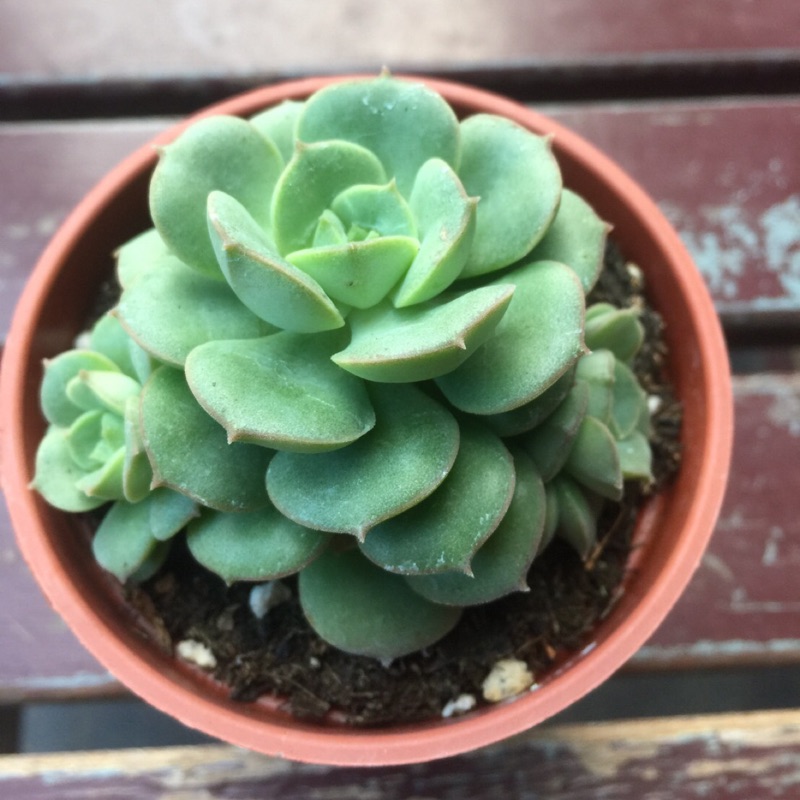 錦牡丹多肉植物 蝦皮購物