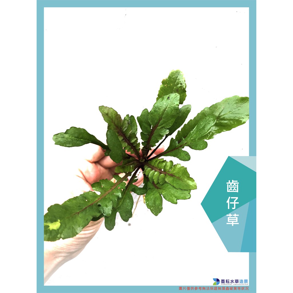 水草co2的價格推薦第28 頁 21年6月 比價比個夠biggo