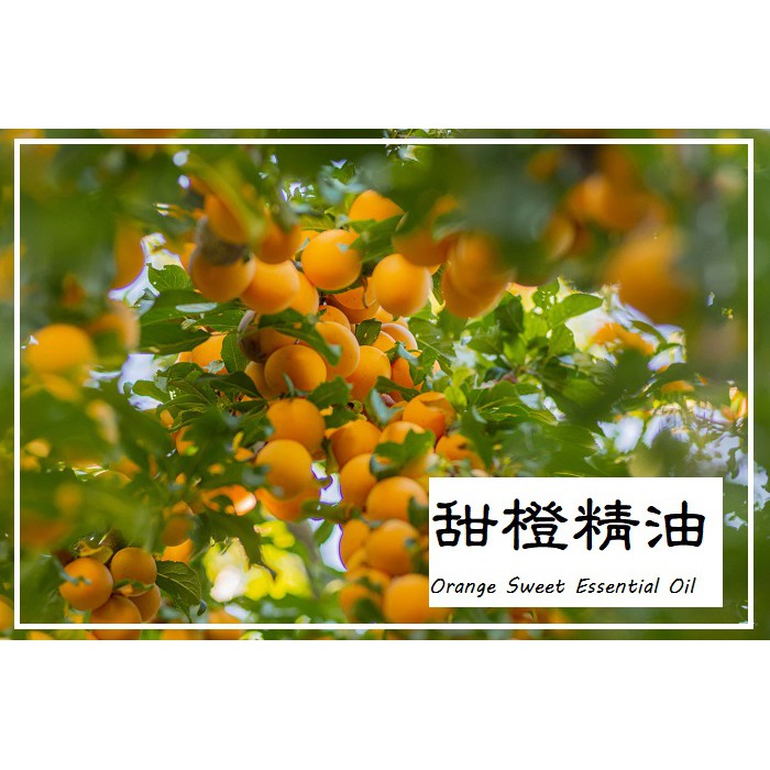 【露西皂材】甜橙精油 (Orange Sweet Essential Oil) 甜甜橙味 幸福的味道 ♥