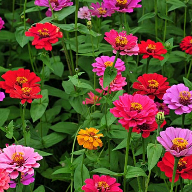 尋花趣百日草 花海種子 百日菊種子1公斤裝花壇切花校園美化家庭種植花海用 蝦皮購物