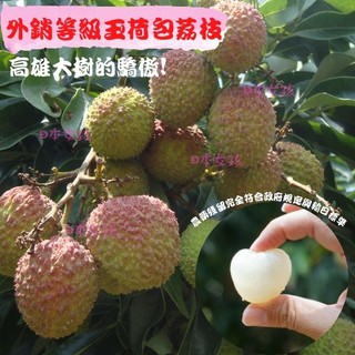 臺灣小農-【大樹玉荷包荔枝吳家】 外銷到日本的頂級玉荷包 去枝5斤禮盒裝 水嫩多汁甜蜜的幸福滋味～檢驗合格!最佳伴手禮