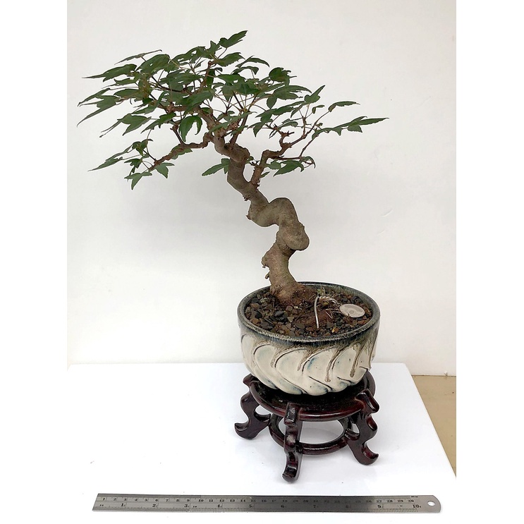 楓樹盆栽日本的價格推薦 22年3月 比價比個夠biggo