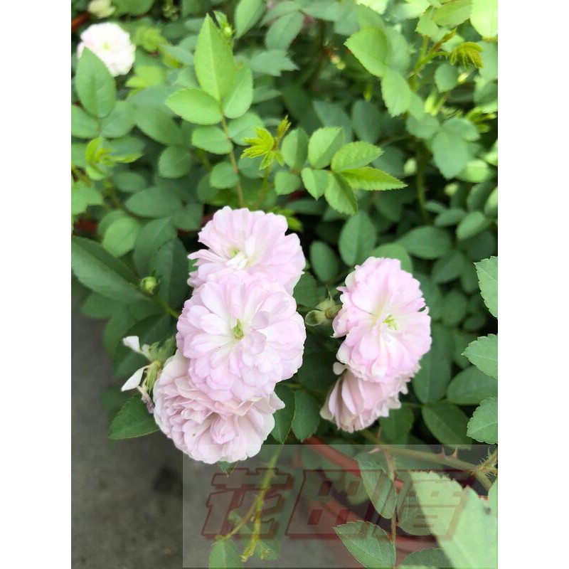 花田厝 季節花卉 天使薔薇 可挑花色 可泡茶品種5吋盆高約 30cm 蝦皮購物