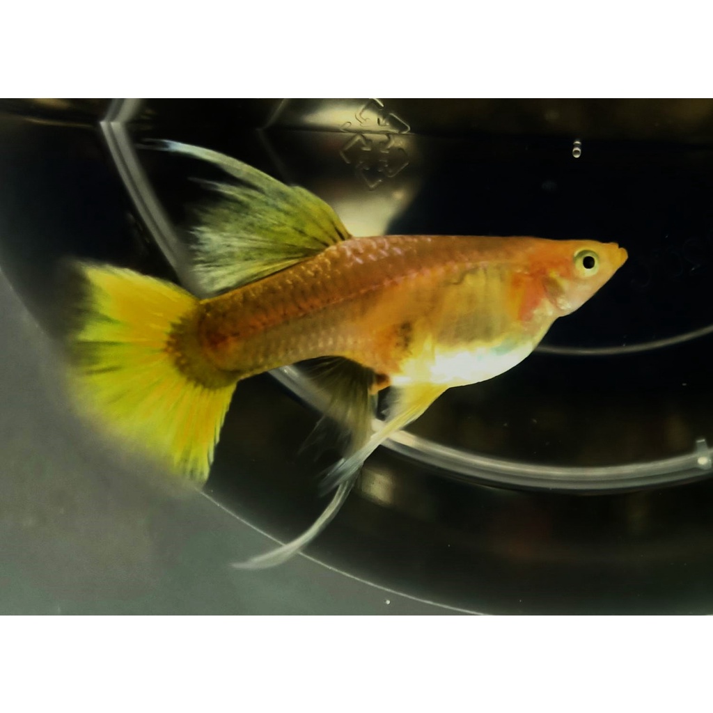 小型觀賞魚專用 優惠推薦 22年8月 蝦皮購物台灣