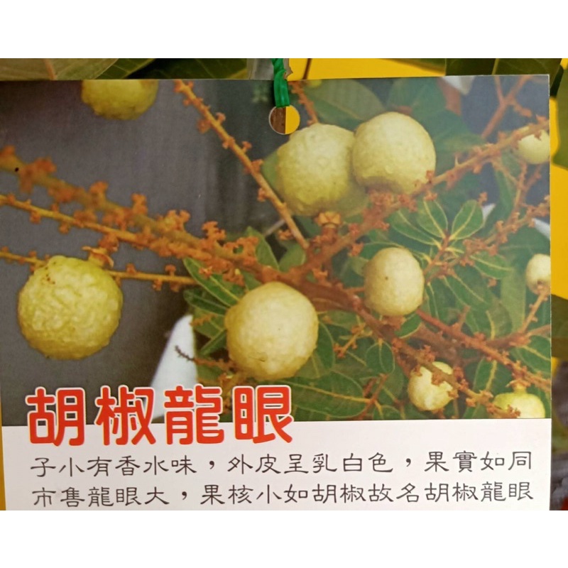 卉迎園藝 泰國引進胡椒龍眼高壓苗高度約60公分/水果樹苗/新興果樹