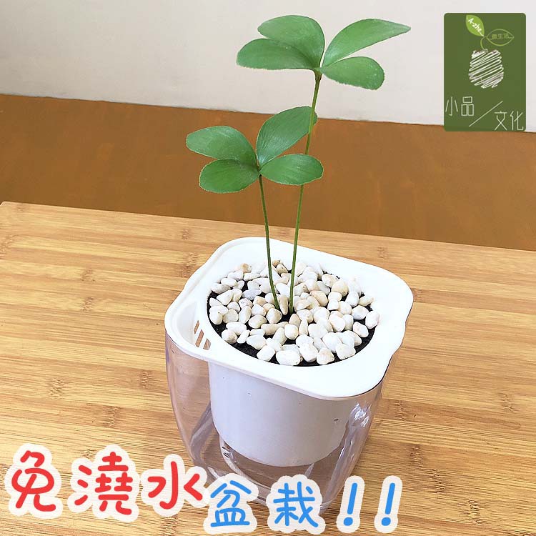 現貨 小品文化 幸運樹4吋透明懶人盆栽墨西哥鐵樹加水更方便觀葉植物自動吸水水培創意花盆居家辦公盆花 蝦皮購物