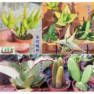 食用蘆薈盆的價格推薦 21年8月 比價撿便宜
