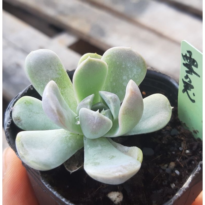 多肉植物雪兔二寸 蝦皮購物