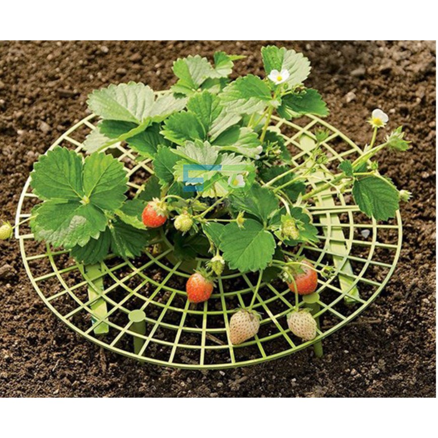 草莓架陽臺種菜架果實支撐植物爬藤支柱花支柱園藝支架承重 5個組 蝦皮購物