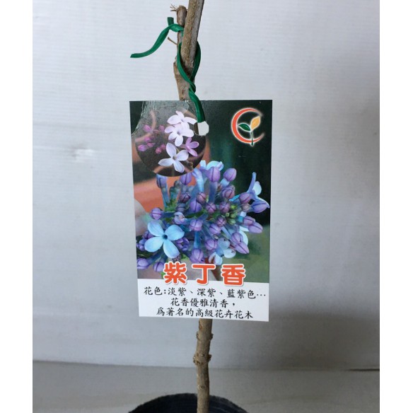 花囍園 喬木觀賞花卉 紫丁香 落葉灌木或小喬木 花期4 月 4 5吋高約30 40cm 特價1000 蝦皮購物