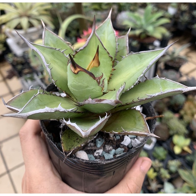 嚴龍 Agave oteroi ‘Stacker’ 龍舌蘭 3寸爆盆 多肉