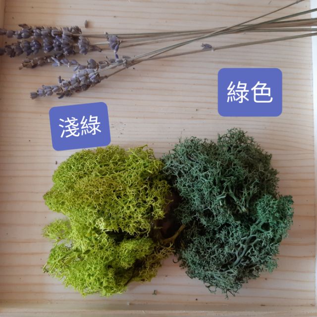 Moss 苔蘚水苔不凋花永生花乾燥花花材手作材料園藝造景 蝦皮購物