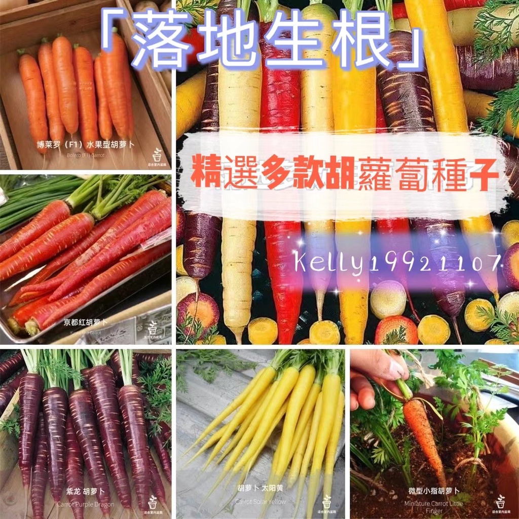 【落地生根】胡蘿蔔種子 黃胡蘿蔔種籽 蘿蔔籽 紫參胡蘿蔔種子