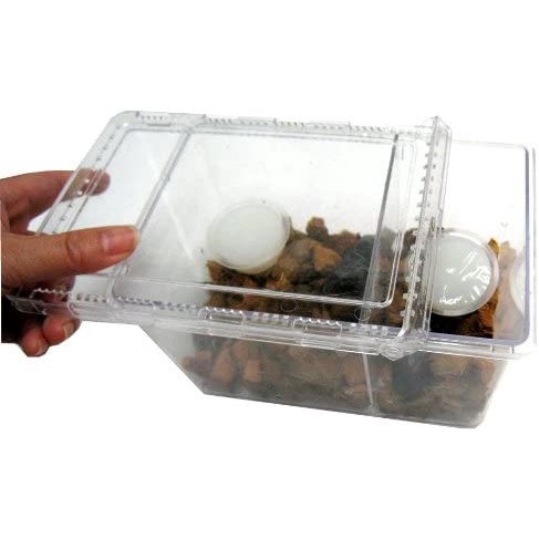 日本製 昆蟲飼育盒 防果蠅昆蟲箱 甲蟲飼養盒 獨角仙 鍬形蟲皆適用