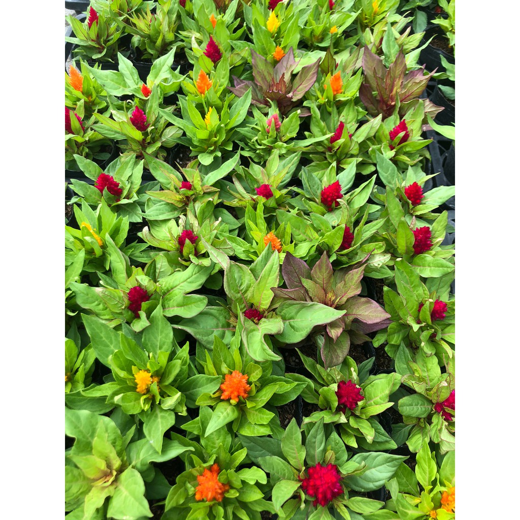 花花世界 季節花卉 多款草花 雞冠花 千日紅 松葉牡丹 小天使花 鼠尾草 可挑品種 花色隨機出貨 3 5吋盆 Ma 蝦皮購物