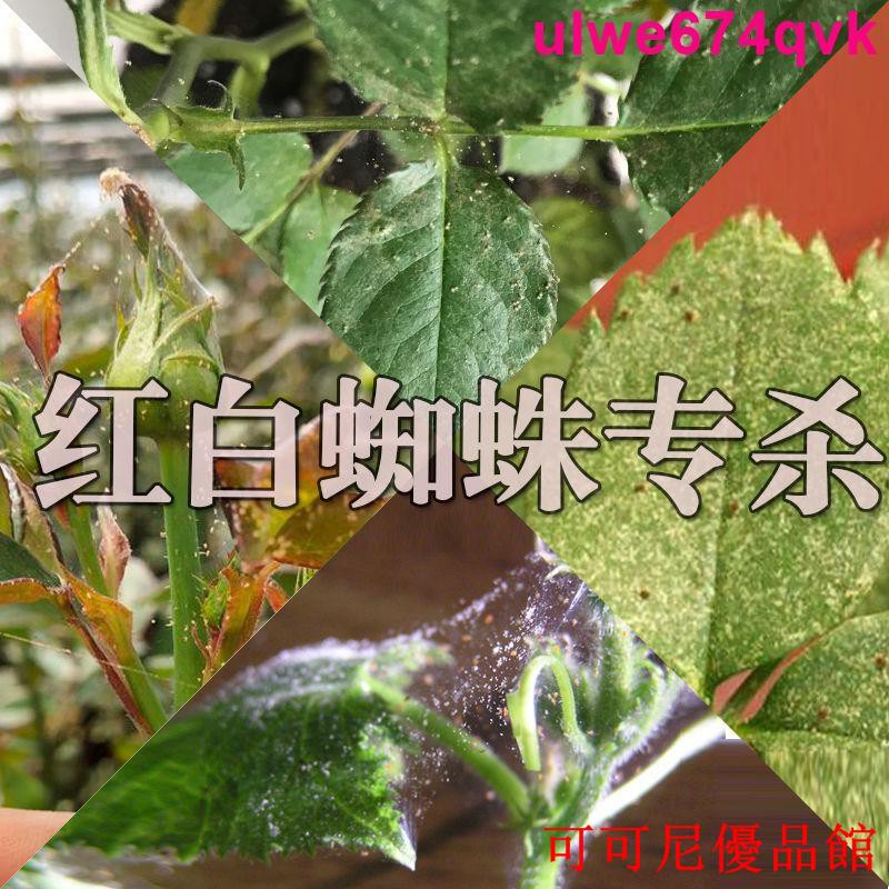 園藝幫手 月季玫瑰薔薇專殺葉螨紅蜘蛛白蜘蛛阿維螺螨酯柑橘室內殺蟲劑速效 蝦皮購物