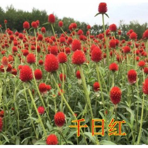 すべての花の画像 エレガント百日紅種子